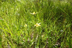 Diuris chryseopsis