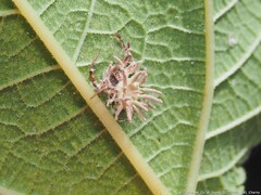 Gibellula leiopus