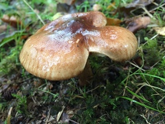 Tricholoma fulvum
