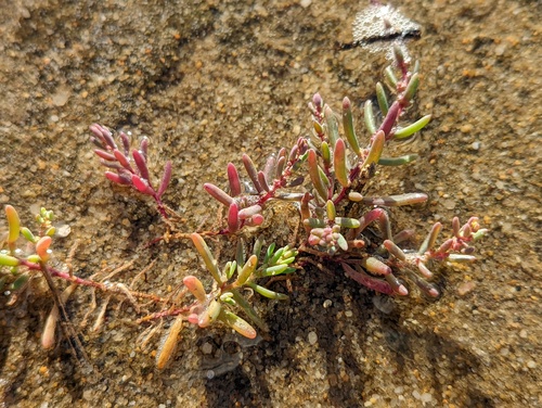 Suaeda marittima