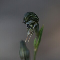 Pterostylis occulta
