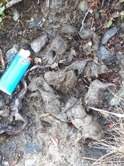 Canis lupus italicus