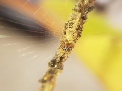 Cyclosa