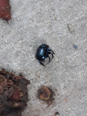 Anoplotrupes stercorosus