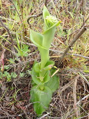 Satyrium acuminatum