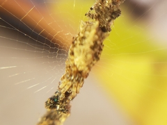 Cyclosa