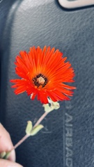 Drosanthemum lavisii