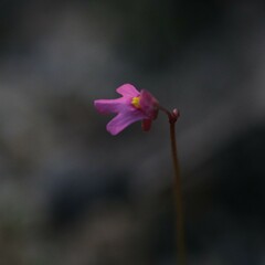 Utricularia tenella