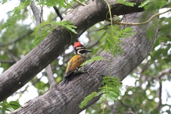 Dinopium benghalense