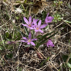 Colchicum cupanii