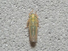 Graminella nigrifrons