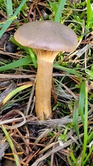 Chroogomphus rutilus