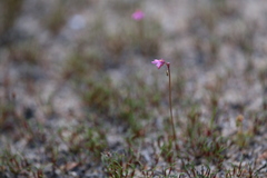 Utricularia tenella