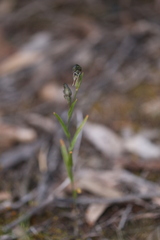 Pterostylis occulta