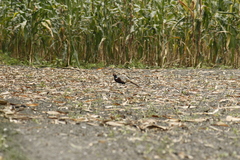 Phasianus colchicus formosanus