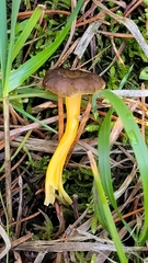 Craterellus lutescens