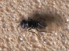 Encyrtinae