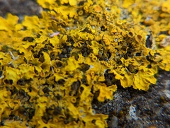 Xanthoria parietina