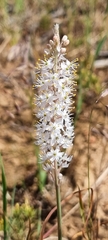 Bulbinella cauda-felis