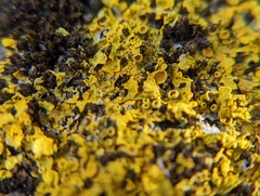 Xanthoria parietina