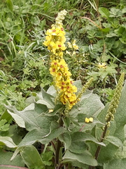 Verbascum nigrum