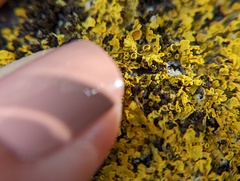 Xanthoria parietina
