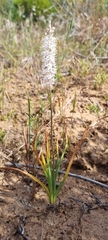 Bulbinella cauda-felis