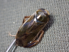 Corixa punctata