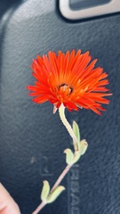 Drosanthemum lavisii