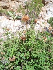 Leonotis ocymifolia