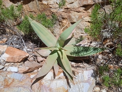 Aloe striata