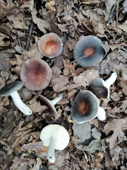 Russula parazurea
