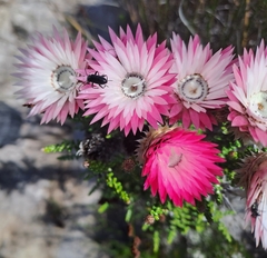 Phaenocoma prolifera