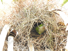 Myiopsitta monachus
