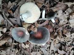 Russula parazurea