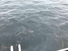 Noctiluca scintillans