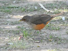 Turdus rufiventris