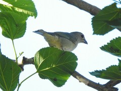 Thraupis sayaca