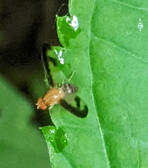 Toxonevra superba