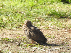 Zenaida auriculata
