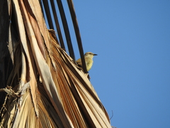 Machetornis rixosa