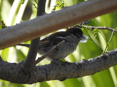Passer domesticus