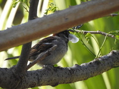 Passer domesticus