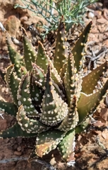 Tulista pumila