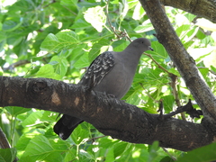 Patagioenas maculosa
