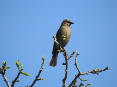 Molothrus bonariensis