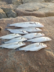 Dicentrarchus labrax