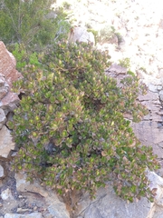 Crassula ovata