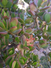 Crassula ovata