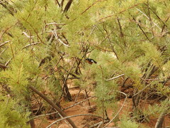 Phoenicurus moussieri